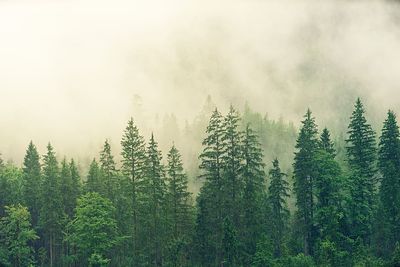 forrest landscape
